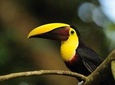 Bird Watching Arenal Oasis