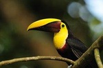 Bird Watching Arenal Oasis