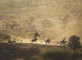 Horseback Safaris