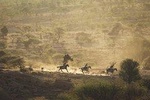 Horseback Safaris