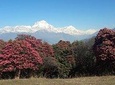 4-Days Trekking to Poon Hill & Ghandruk