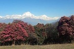 4-Days Trekking to Poon Hill & Ghandruk