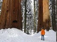 Sequoia National Park Snowshoe Adventure
