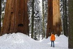 Sequoia National Park Snowshoe Adventure