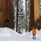 Sequoia National Park Snowshoe Adventure