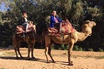 Camel Tour : 2 hours camel ride in Agadir