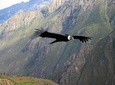 Chonta 1 day: the viewpoint of the condors in Cusco - private service