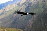 Chonta 1 day: the viewpoint of the condors in Cusco - private service