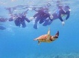 Sea Turtle Snorkeling
