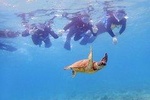 Sea Turtle Snorkeling
