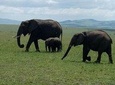 5 Days Kenya Adventurous Safari
