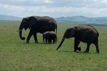 5 Days Kenya Adventurous Safari