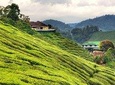 Garden of Nature - Fascinating Cameron Highlands Day Trip