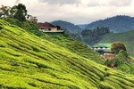 Garden of Nature - Fascinating Cameron Highlands Day Trip