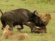 Arusha Natinional Park
