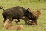 Arusha Natinional Park