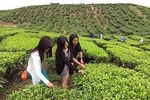 Lush Cameron Highlands Full Day Nature Tour