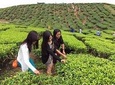 Breezy Cameron Highlands Full Day Nature Tour