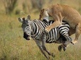 7 Days Kenya Safari Adventures