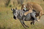 7 Days Kenya Safari Adventures