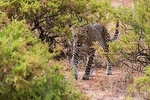 4 Days 3 Nights Samburu National Reserve & Lake Nakuru National park Safari