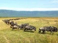 Ngorongoro Crater Day Trip