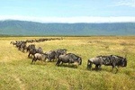 Ngorongoro Crater Day Trip