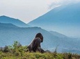 3 Days Gorilla and Golden Monkey trekking Safari in Rwanda
