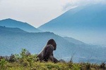 3 Days Gorilla and Golden Monkey trekking Safari in Rwanda