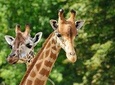 Day tour to David Sheldrick Elephant orphanage and Giraffe center 