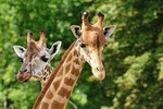 Day tour to David Sheldrick Elephant orphanage and Giraffe center 