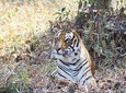 India's Golden Triangle Tour With Ranthambhore - 2021
