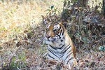 India's Golden Triangle Tour With Ranthambhore - 2021