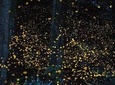 Twinkling Kuala Selangor Firefly Tour - Sic