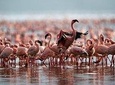3 Days Birdwatching Safari 