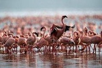 3 Days Birdwatching Safari 