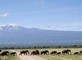 Private 6 Days Amboseli, Lake Naivasha & Masai Mara Safari
