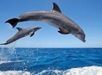 Dolphin Tour - Waterfall - Wanagiri Hill - Temple on the Lake - Free WiFi