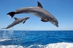 Dolphin Tour - Waterfall - Wanagiri Hill - Temple on the Lake - Free WiFi