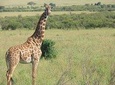 Tarangire National Park