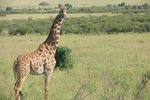 Tarangire National Park