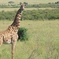 Tarangire National Park