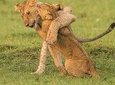 Private 6 Days Rift Valley Lakes and Masai Mara Safari