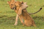 Private 6 Days Rift Valley Lakes and Masai Mara Safari