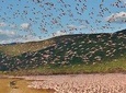 2 Days Lake Elementaita National park Safari