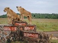 Nairobi National Park Half Day Safari. 