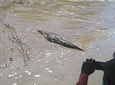 Wildlife river boat safari & Cultural experience.
