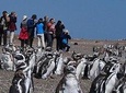 Puerto Madryn: NORTH VALDÉS PENINSULA WITH SAN LORENZO & PINGÜINERA STAY