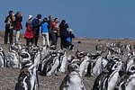 Puerto Madryn: NORTH VALDÉS PENINSULA WITH SAN LORENZO & PINGÜINERA STAY