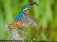 Dawn bird watching on Lake Kivu